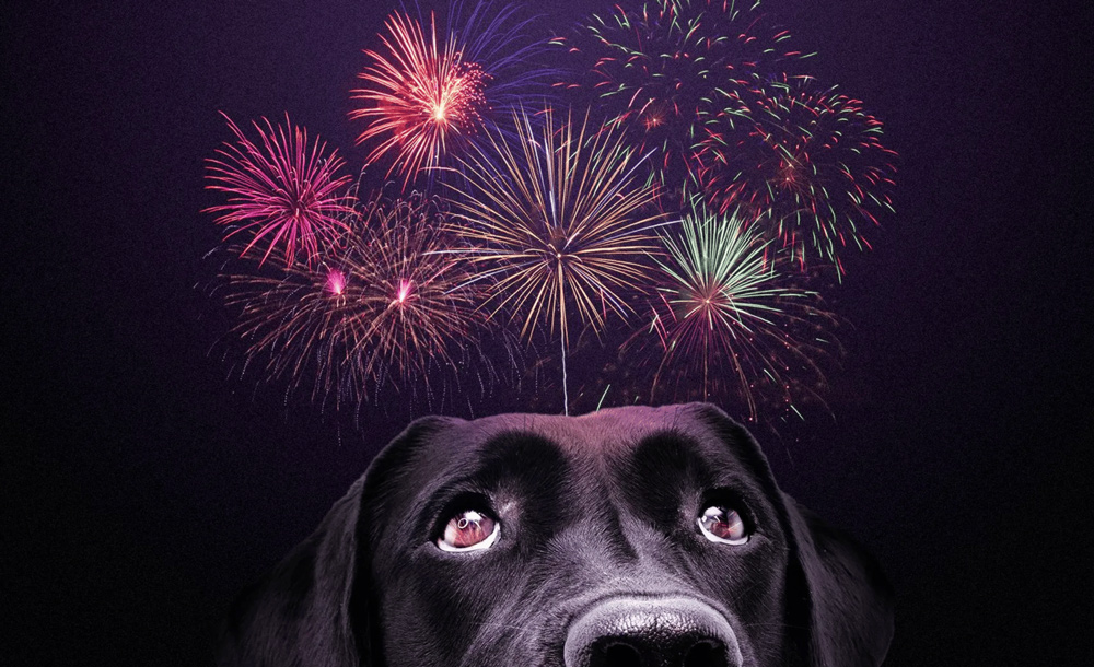 helping furry friends thrive during fireworks a guide to managing canine anxiety