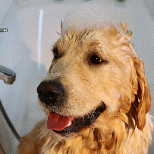 dog grooming and bathing south austin